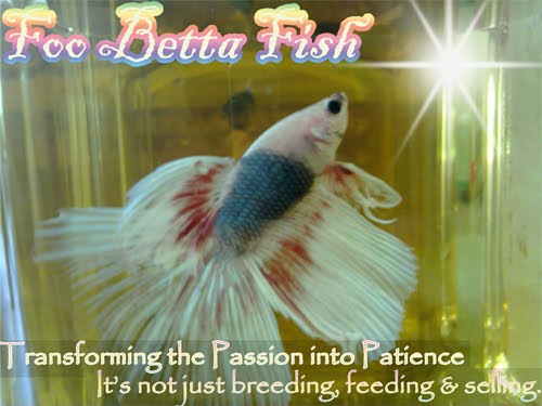 Betta Fish