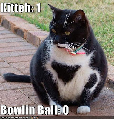 funny-pictures-bowling-ball-cat.jpg