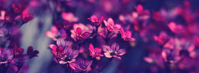 Facebook Cover Of Beautiful Purple Flowers.