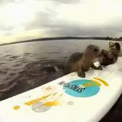 Cute Seal Pups Go Surfboading.