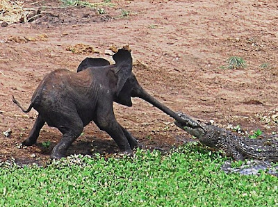 Baby Elephant Attacked By Crocodille  Seen On  www.coolpicturegallery.us