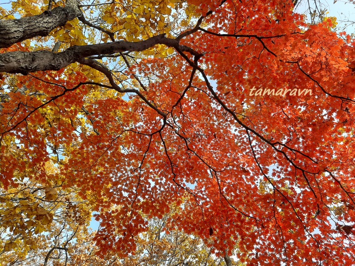 Клён ложнозибольдов (Acer pseudosieboldianum)