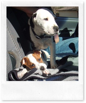 2006_0103puppiesetc20044copy