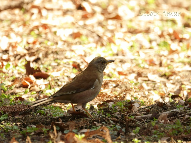 Turdus chrysolaus