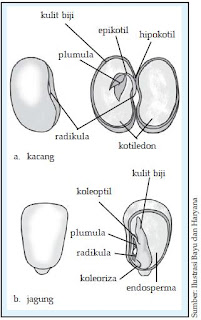 Mondokan City LAPORAN OBSERVASI PENANAMAN KACANG HIJAU 