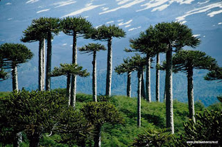 Tallest Tropical Trees, Endemic to Papua Indonesia