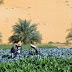 Oasis de palmas datileras de los Emiratos: patrimonio agrícola