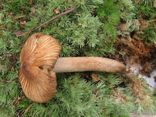 Inocybe fastigiata - Inocybe fastigiata