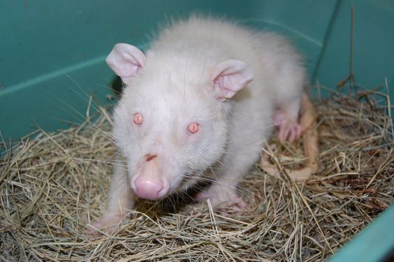 Opossum | A-Z List of 125 Rare Albino Animals [Pics]