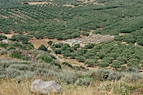 Oliveraies près de Falasarna (Crète, Grèce)