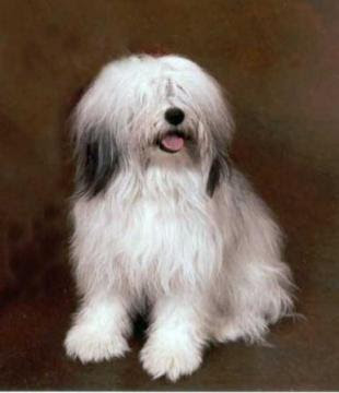 Polish Lowland Sheepdog ~ Top Dog Breeds