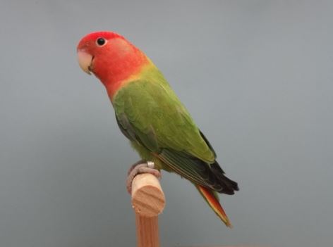 Perbedaan Lovebird Klep Dan Lovebird Non Klep Agapornis Perbedaan Lovebird Klep Dan Lovebird Non Klep Agapornis