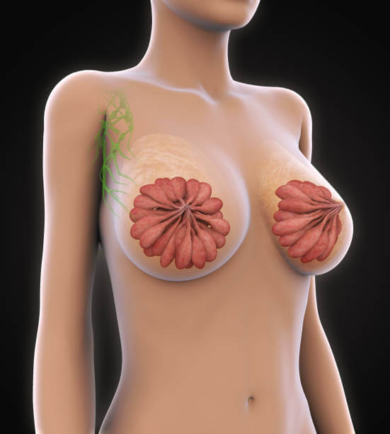 Breast duct