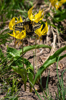Glacier Lily and Swallowtail, Trail 403