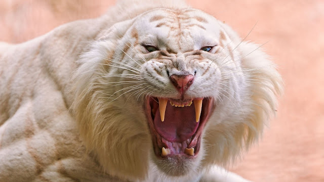 Angry white tiger HD Wallpaper