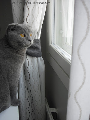 Scottish fold cat by the window