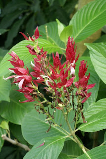 Megaskepasma erythrochlamys - Manteau rouge du Brésil