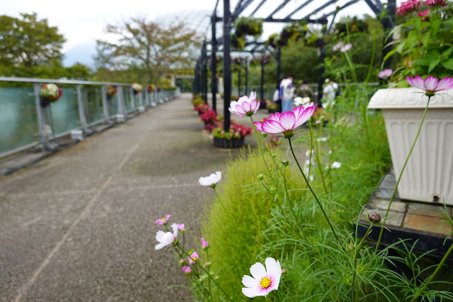 鳥取県西伯郡南部町鶴田　とっとり花回廊　プロムナード橋
