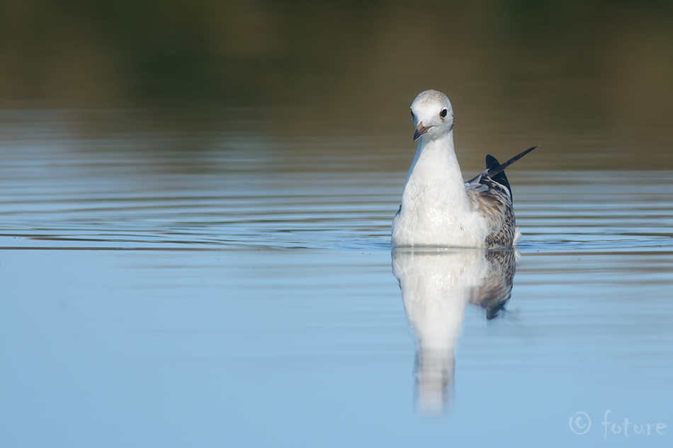 Naerukajakas, Larus ridibundus, Black-headed Gull, Common, Chroicocephalus, kajakas