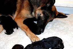 german shepherd puppies newborn Newborn german shepherd puppy.jpg (2
comments)