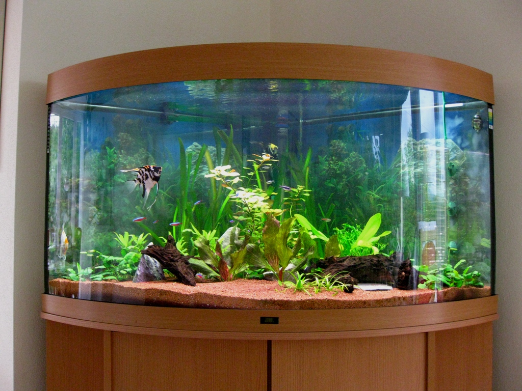 72+ Aquarium Design Video Terbaru