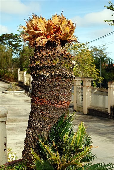 cay vạn tuế - hoacanhbuonho