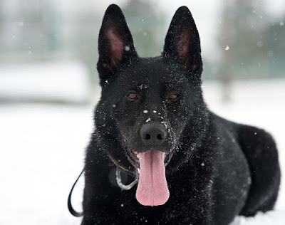 Black German Shepherd