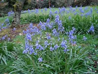 Bluebells
