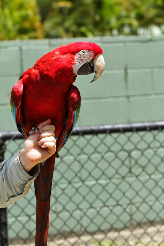 Scarlet Macaw at Australia Zoo, Sunshine Coast