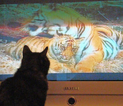 Cat Watching Cat On TV Seen On www.coolpicturegallery.us