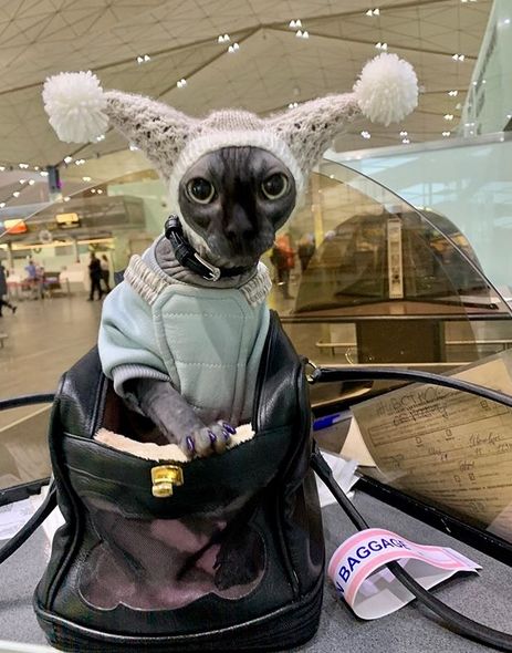 Sphynx Cats: Uniquely Adorable