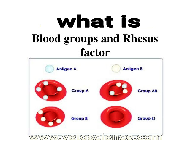 ब म ब ब लड ग र प क य ह त ह What Is Bombay Blood Type In Hindi