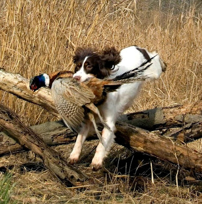 Resultado de imagem para Breed Spaniel HUNTING