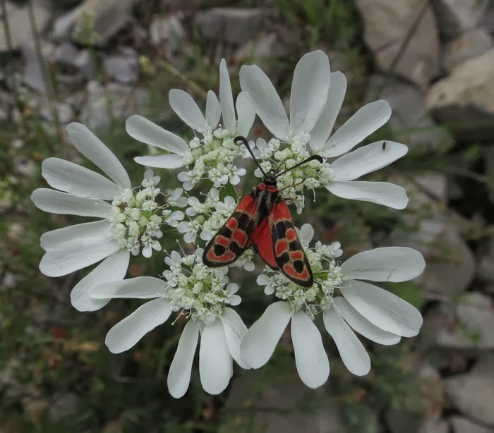 Flore de Thines