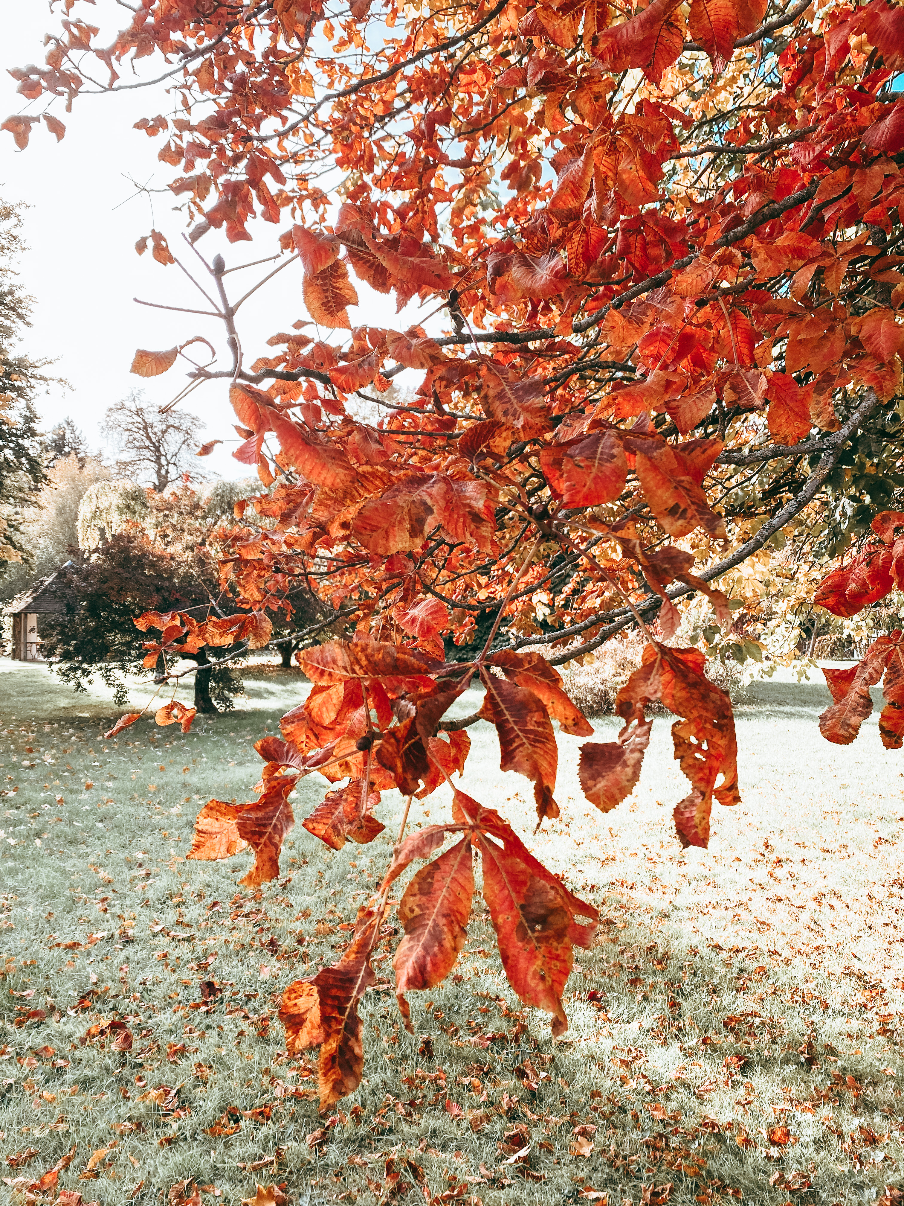 Autumn Colours @ Chippenham Park Gardens, Ely