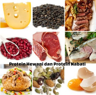 protein hewani dan nabati