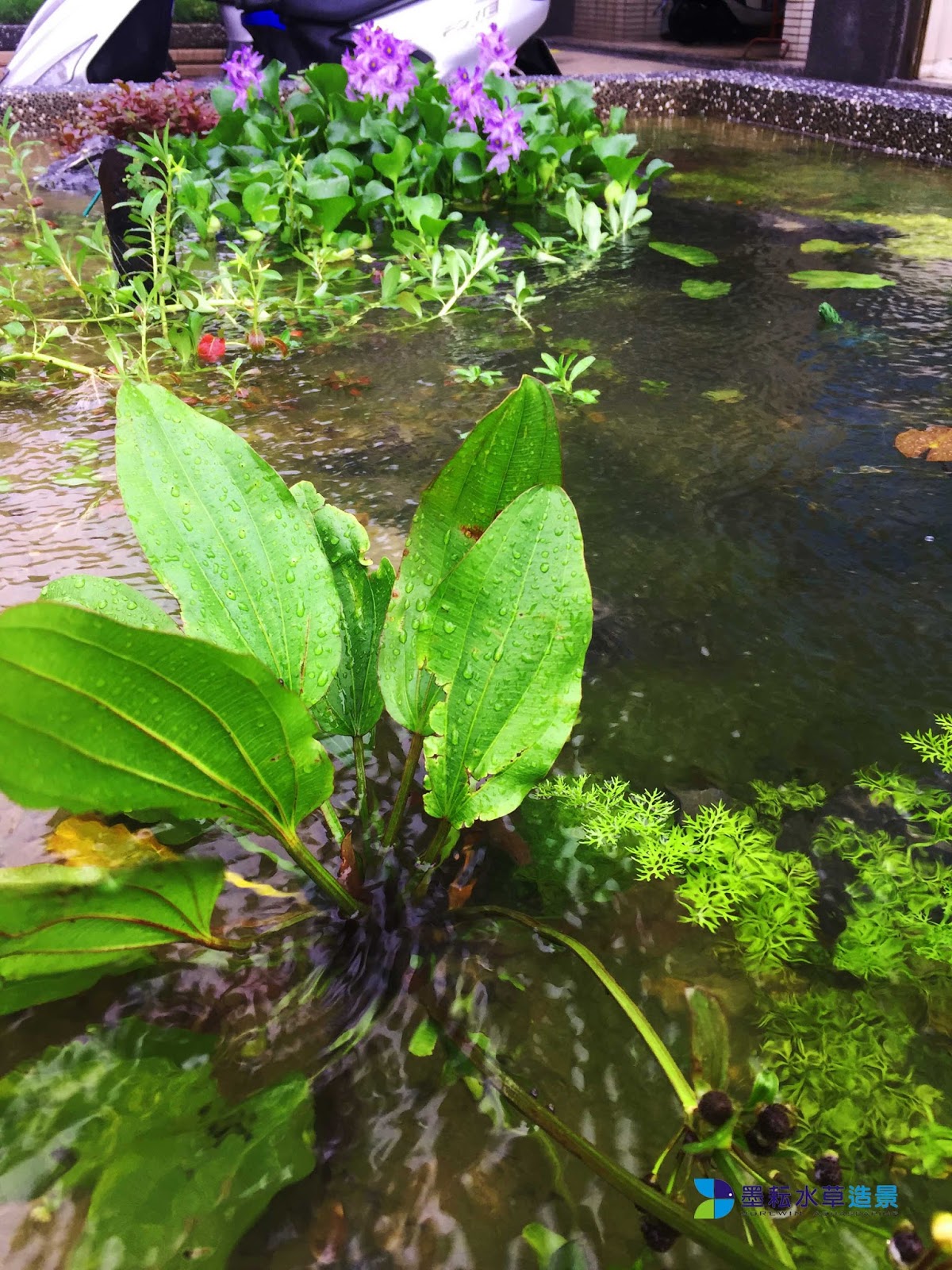 墨耘水草造景 真正的天然水草缸 池 案例分享第一篇