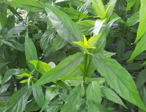 DAUN POKOK BELALAI GAJAH