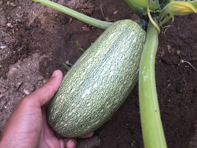 During its infant growth, this baby plant can already be harvested after reaching a dimension of about 14 by 4 centimeters in length. At this point, this veggie is best termed as a courgette. In the latter part of this vegetable’s growth, it can already be regarded as a zucchini after growing some more as it grows to about 15-20 centimeters.