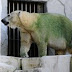 Polar Bears Going Green Too!