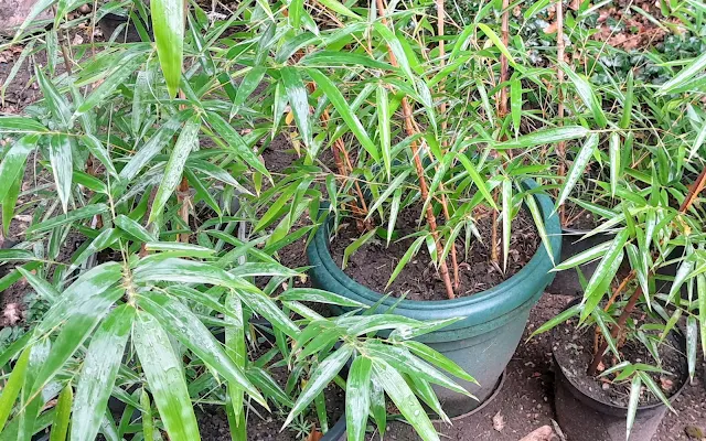 Grow bamboo plants UK