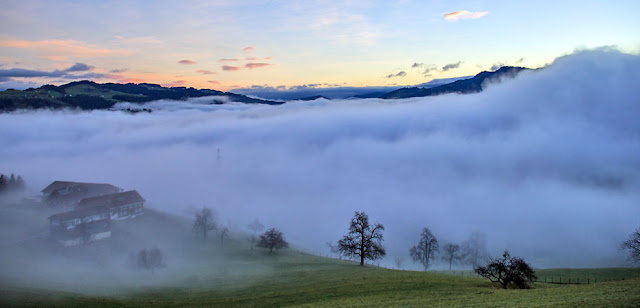 Bregenz Forest