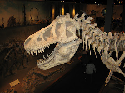 A T-Rex skull, looking over the main display hall in the Royal Tyrrell Museum