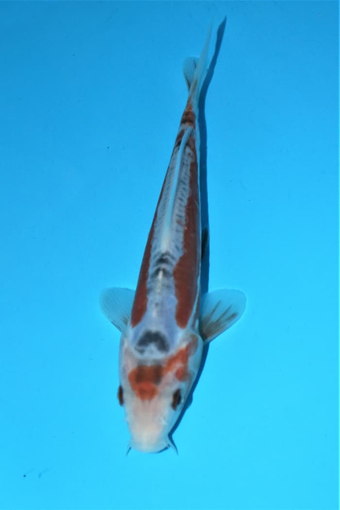 Jual Ikan Koi Super Shusui Yamaju Besar Bibit Unggul 