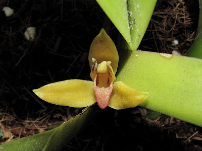 Maxillaria maleolens - Foul Smelling Maxillaria care