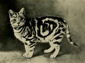 Blotched Tabby cat, Buzzing Silver, 1909, public domain