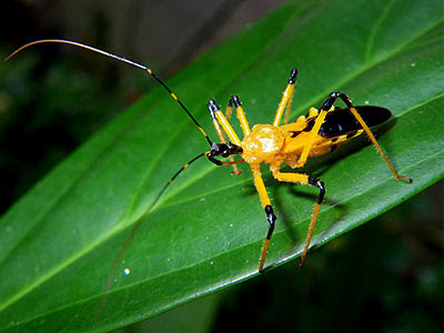 Yellow assasin bug, Cosmolestes picticeps