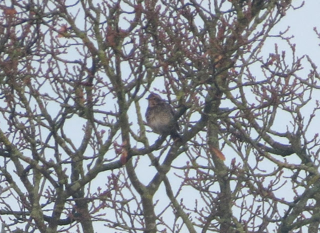 Dusky Thrush, Beeley, Derbyshire