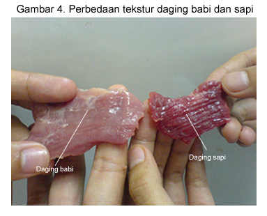 membedakan tekstur daging sapi dan babi