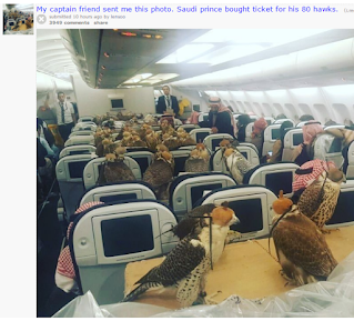 Birds on a plane,falcons,hawks